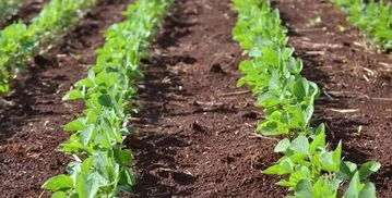 大豆田除草正當時,現(xiàn)在趕緊學這幾大 絕招 還不遲