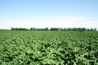 農業(yè)專家 想要投資農業(yè) 先來學學農業(yè)知識