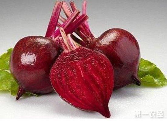 糖用甜菜是甘蔗以外的一個(gè)主要糖來源,也是中國(guó)主要糖料作物之一