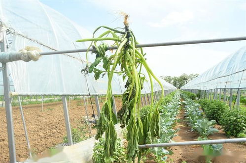 農民轉型經濟作物,不管投入大小,3個細節(jié)決定種植成敗